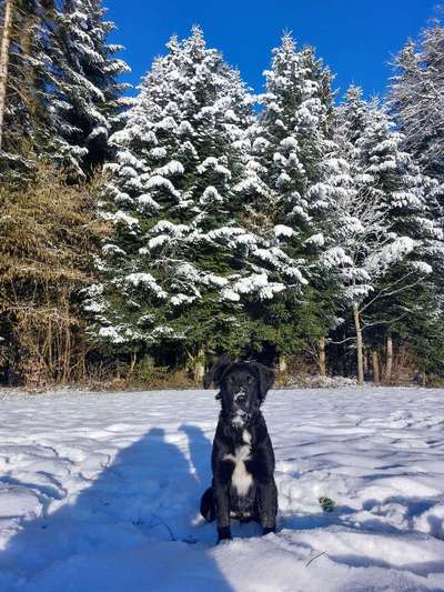 Hundetreffen-Spiel-Treffen & Gassi-gehen-Bild