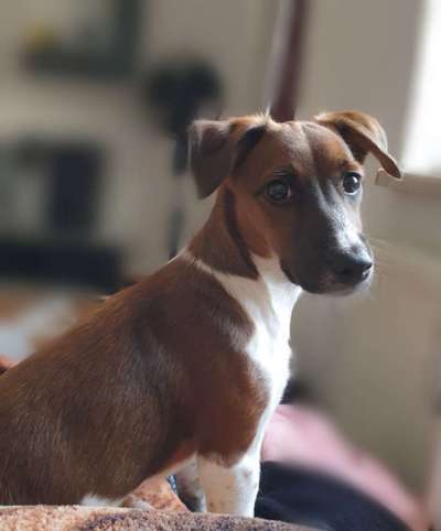 Welche Hunderasse-Beitrag-Bild