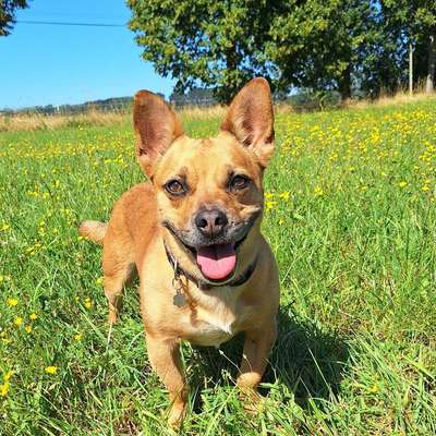 Hundetreffen-Spiel und Gassikumpel für Heike gesucht-Bild