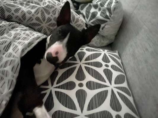 Gemeinsames Kuscheln im Bett!-Beitrag-Bild