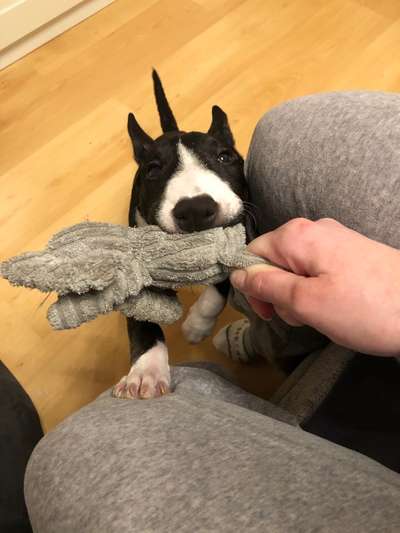 Die Dogorama Wochen Challenge-Beitrag-Bild