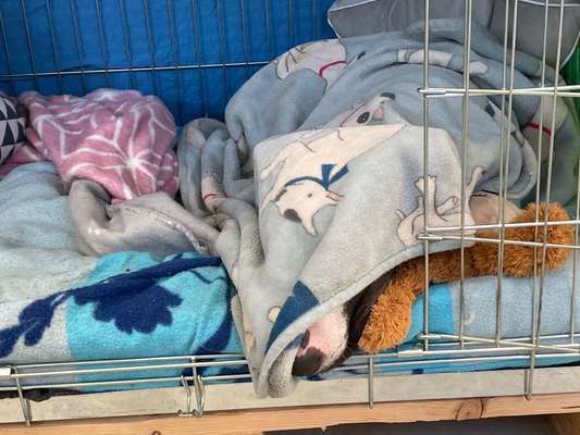 Dogorama Photo Challenge - Tarnung ist alles-Beitrag-Bild