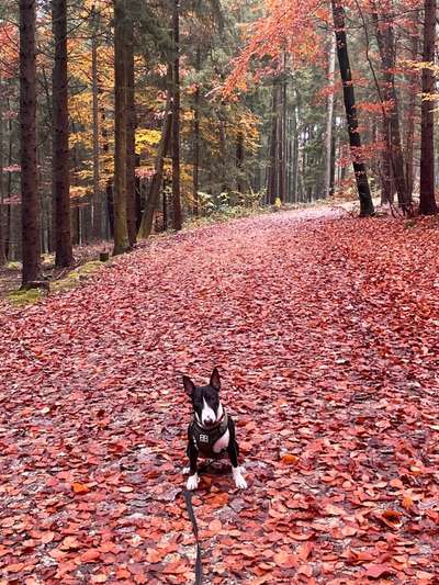 Fotochallenge Nr 96.: Bunt, Bunter, Hund 💐🌹🍁-Beitrag-Bild