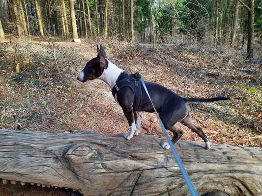 Fotochallenge No. 26                                     Wald und Wiese-Beitrag-Bild