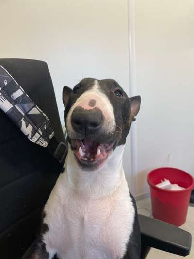 Lustigsten Grimassen von euren Hunden-Beitrag-Bild