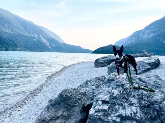 Die Dogorama Kalender Challenge Titelbild-Beitrag-Bild