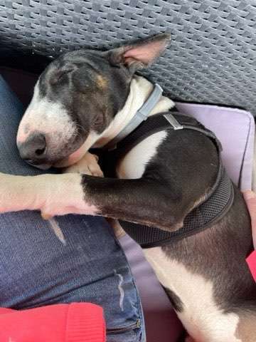 Rassen und ihre Eigenschaften-Beitrag-Bild