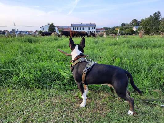 Fotochallenge Nr. 51 "Euer Hund mit anderen Tieren"-Beitrag-Bild