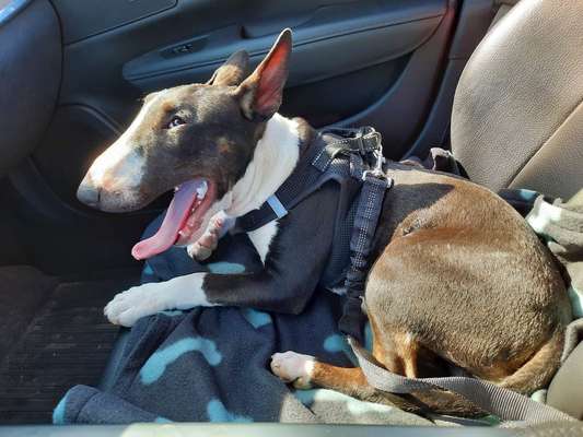 Miniatur Bull Terrier-Beitrag-Bild