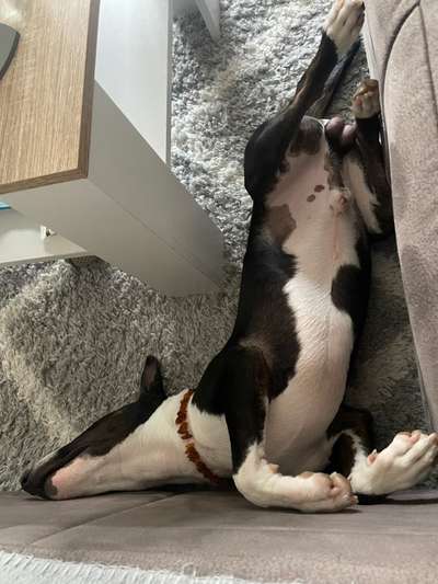 Die Dogorama Wochen Challenge-Beitrag-Bild