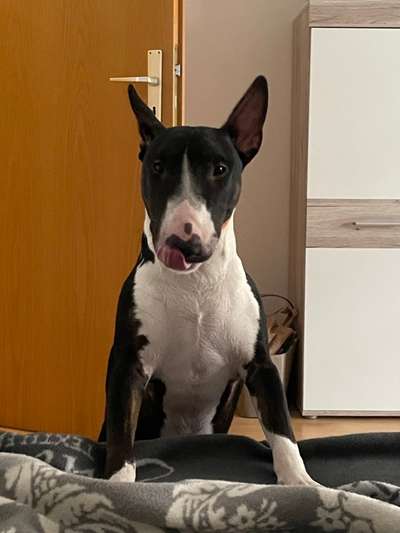 Miniatur Bull Terrier-Beitrag-Bild