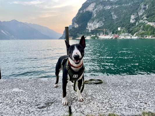 Zeigt mal die schönsten Bilder von euren Hunden !-Beitrag-Bild