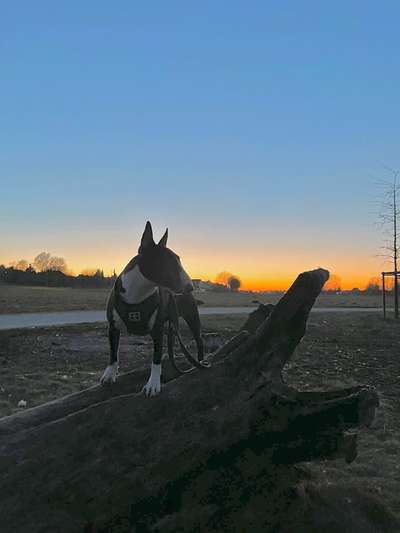 Dogorama Photo Challenge - Der Frühling kommt-Beitrag-Bild