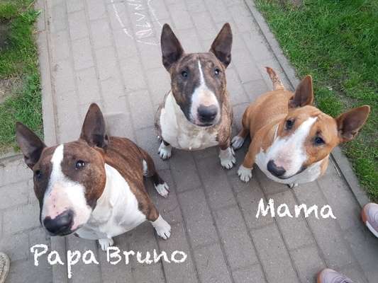 Miniatur Bull Terrier-Beitrag-Bild