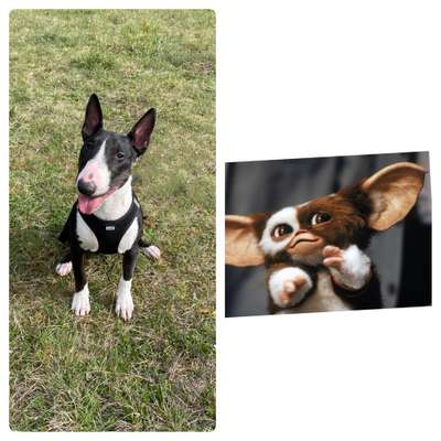 Wie heißt dein Hund?-Beitrag-Bild