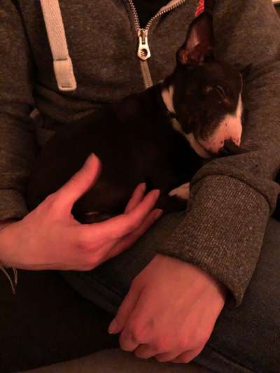 98.Fotochallange  - Hunde zeigen Zuneigung-Beitrag-Bild