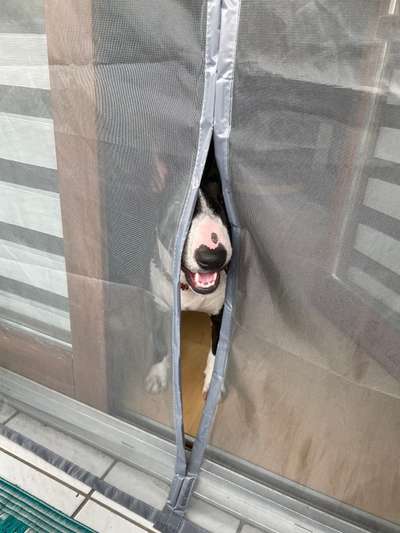 Miniatur Bull Terrier-Beitrag-Bild