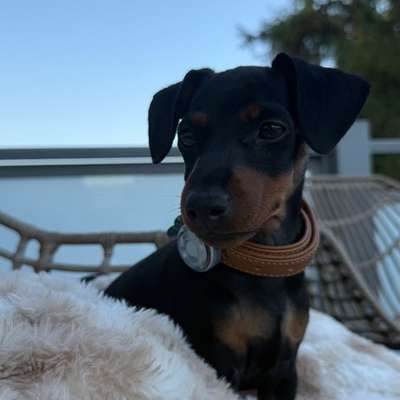Hundetreffen-Welpentreff 🐶-Bild