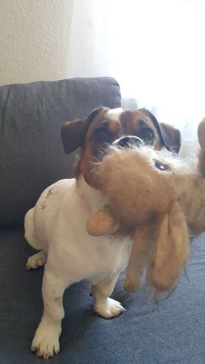 Dogorama Photo Challenge - Lieblingsspielzeug!-Beitrag-Bild