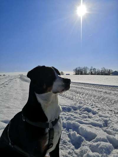 Weitere Große Schweizer Sennenhunde (oder andere große Rassen) hier?-Beitrag-Bild