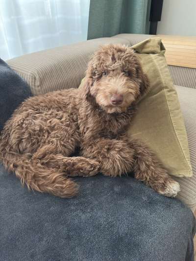 Hundetreffen-Spiel- oder Spazier-Gspänli gesucht für Grosspudel-Mix (5½ Monate) in Luzern 🐶-Bild