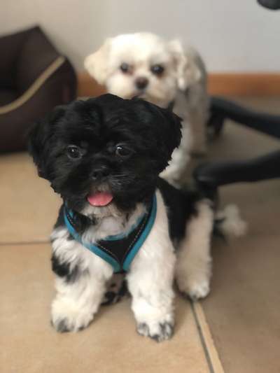 Die Dogorama Kalender Challenge 4/4-Beitrag-Bild