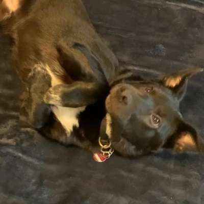 Hundetreffen-Spieltreffen mit Welpen o. Junghunden-Bild