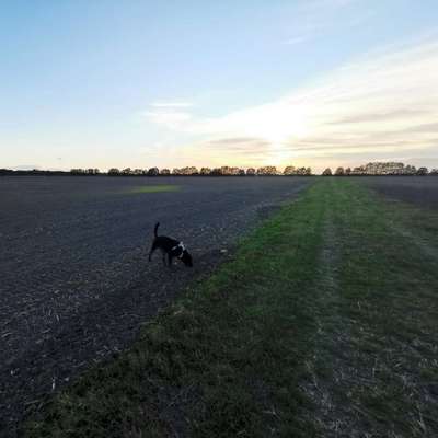 Hundetreffen-Treff zum Spielen und spazieren.-Bild