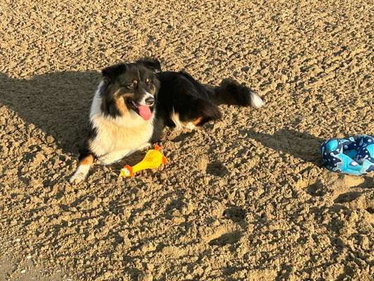 Hundetreffen-Gegenseitige Betreuung-Bild