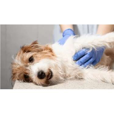 %{de_profession_title}-Medical Training  -  Online-Praxis-Kurs-Bild