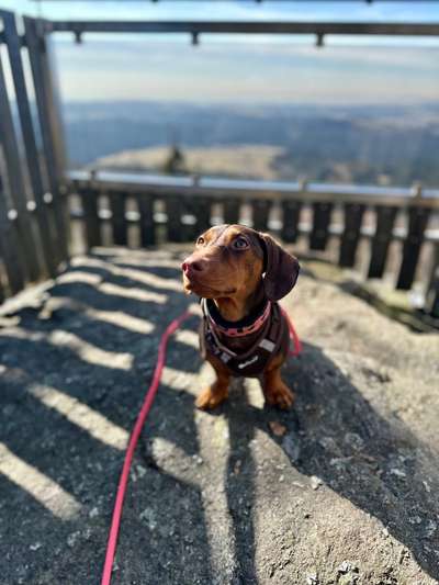 Hundetreffen-Best Buddy für Social Walk und Play Dates-Bild