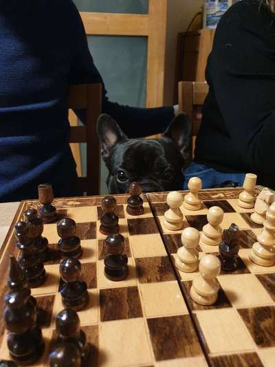 Die Dogorama Kalender Challenge Titelbild-Beitrag-Bild