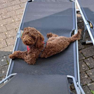 Hundetreffen-Hunderunde 😊