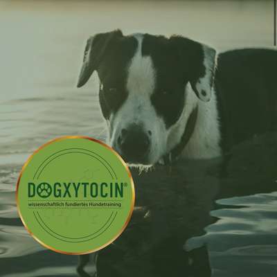 Hundeschulen-Dogxytocin - Hundeschule-Bild