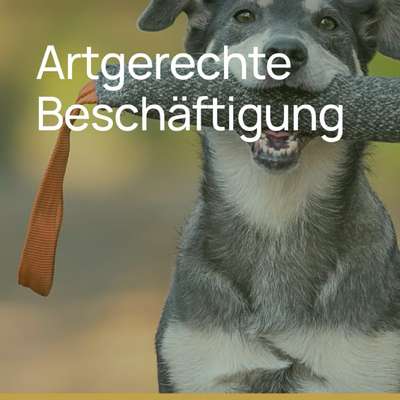 %{de_profession_title}-Artgerechte Beschäftigung-Bild