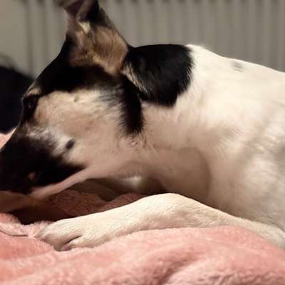 Hundetreffen-Gassigehen auf Gegenseitigkeit-Bild