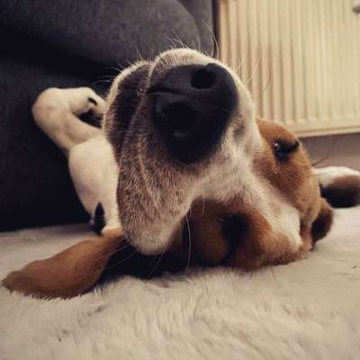 Die Dogorama Wochen Challenge-Beitrag-Bild