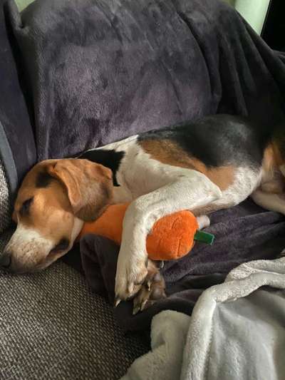 Postet das beste Foto von euren 4 beinern-Beitrag-Bild