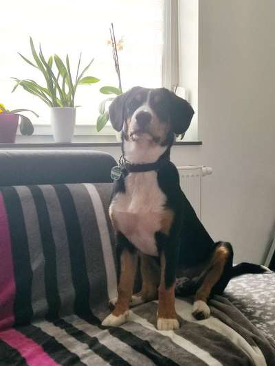 Schweizer Sennenhunde-Beitrag-Bild