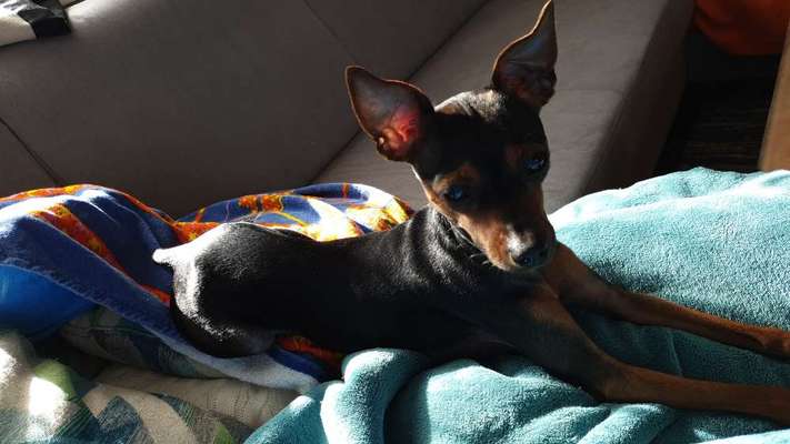 Liebhaber des Deutschen Pinscher gesucht.-Beitrag-Bild