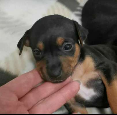 Das erste Bild eures Hundes-Beitrag-Bild