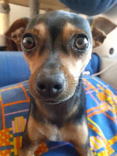 Zeigt mir die tollste Nahaufnahme von eurer Fellnase-Beitrag-Bild