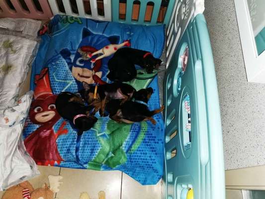 Das erste Bild eures Hundes-Beitrag-Bild