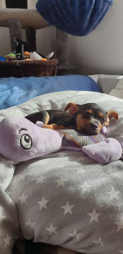 Fotosammlung: ,,Der natürliche Hund" Unbearbeitet, ungestellt und in Natura-Beitrag-Bild