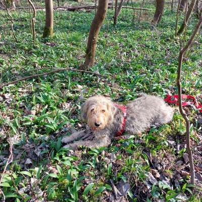 Auslandstierschutz-Beitrag-Bild