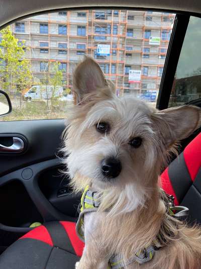 Die Dogorama Monats Challenge "Es grünt und blüht"-Beitrag-Bild