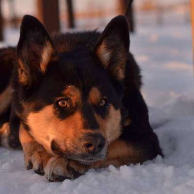 Hundetreffen-Spaziergänge-Bild