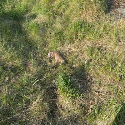 Giftköder-Toter junger Fuchs-Bild