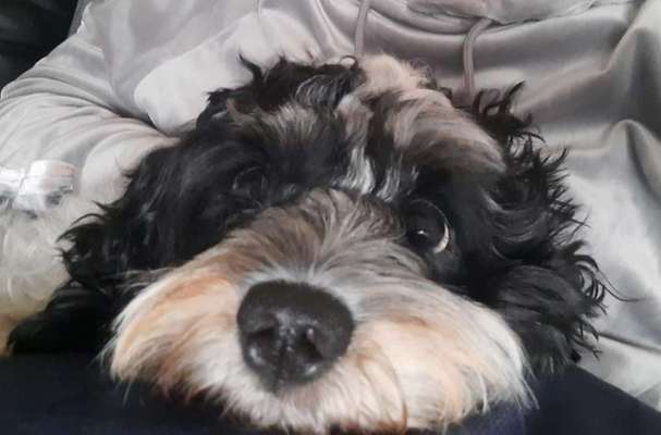 Cockerpoo (Englischer Cockerspaniel +Pudel)-Beitrag-Bild