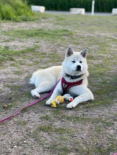 Akita Inu/American Akita (Mix) halter.-Beitrag-Bild
